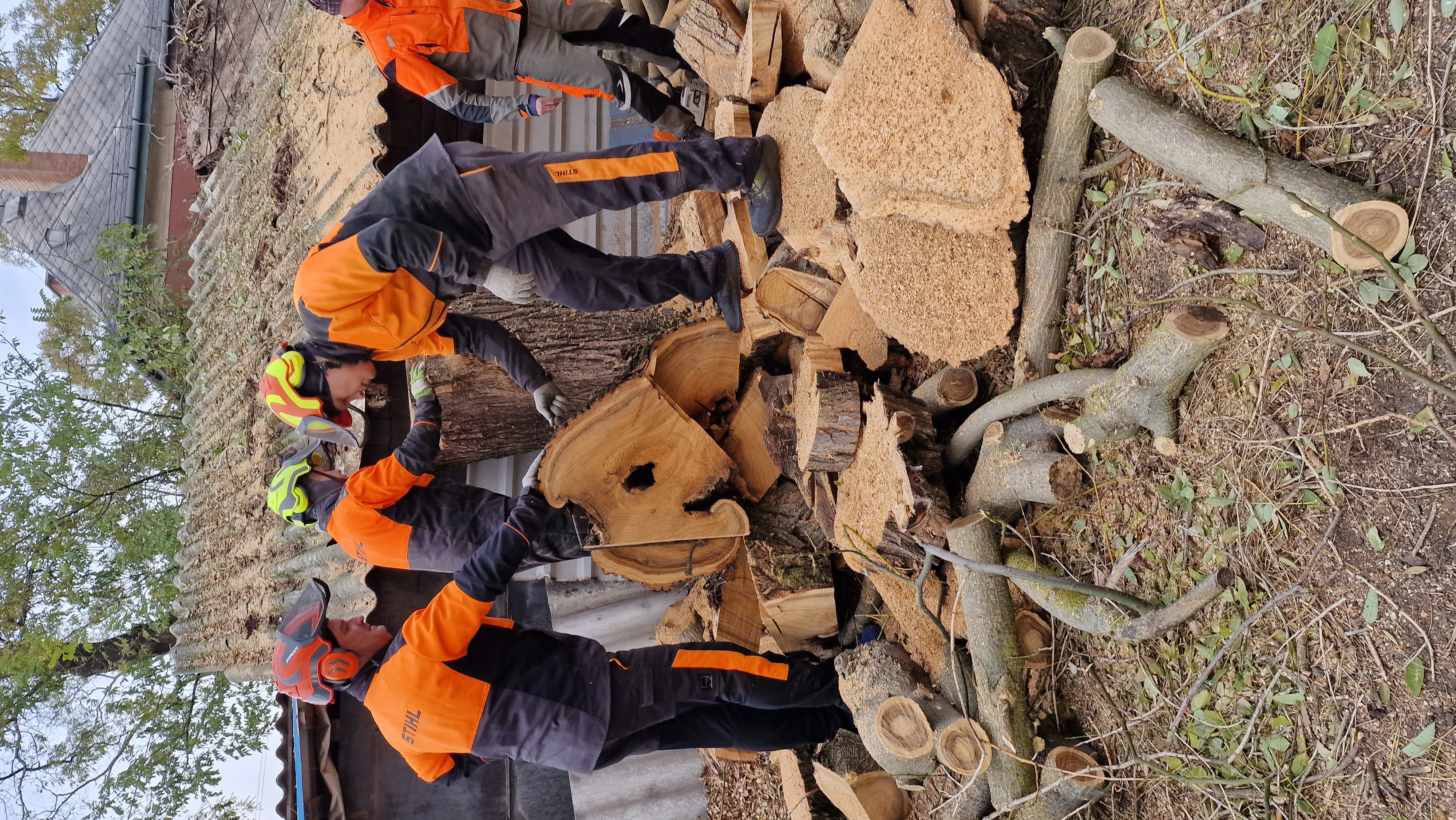 Favágás - professzionális munkavégzés