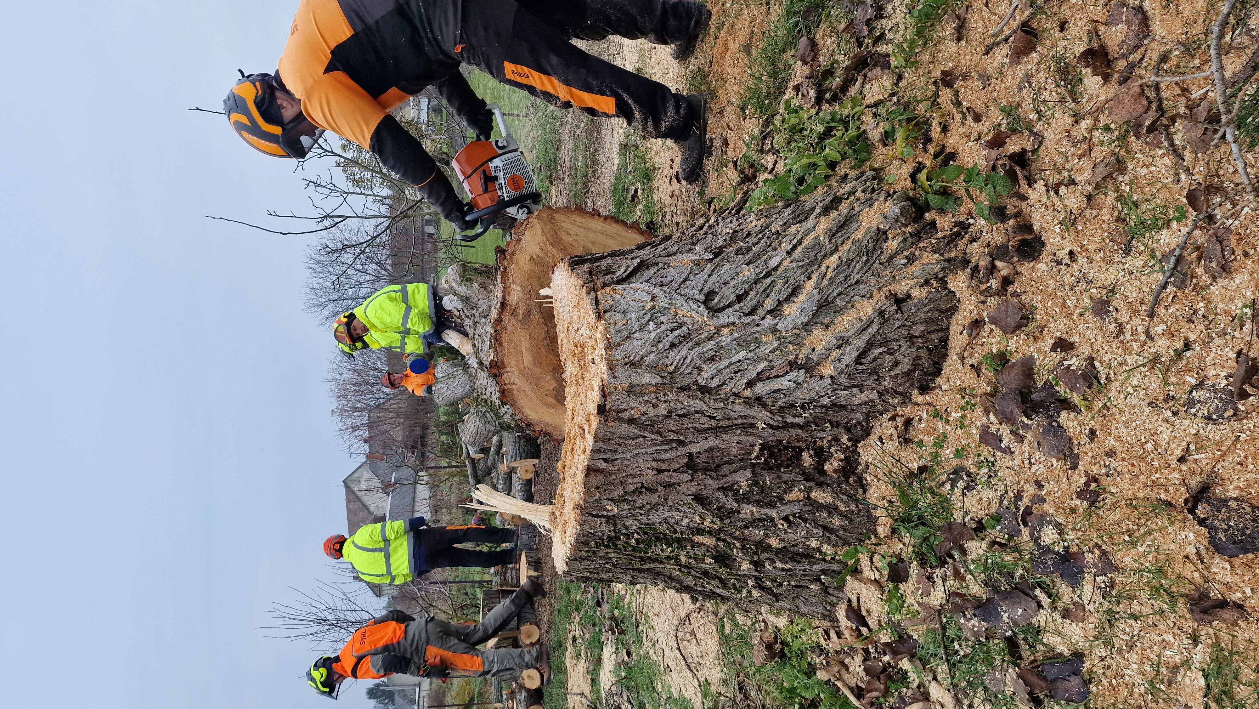 Favágás - befejezett projekt